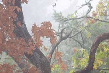 Shiloh Ranch Regional Park in southeast Windsor includes oak woodlands, forests of mixed evergreens, ridges with sweeping views of the Santa Rosa Plain, canyons, rolling hills, a shaded creek.