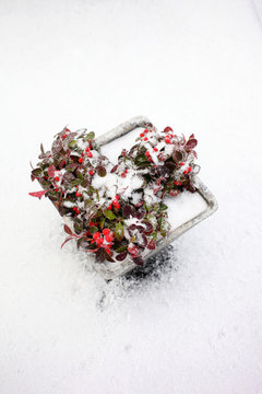 Snow on gaultheria plant with red berries