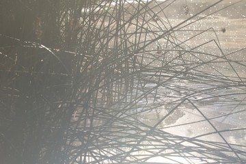 Shiloh Ranch Regional Park in southeast Windsor includes oak woodlands, forests of mixed evergreens, ridges with sweeping views of the Santa Rosa Plain, canyons, rolling hills, a shaded creek.