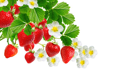 red tasty strawberries