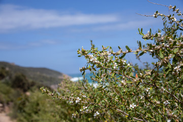 Manuka flowers at Wilsons Promontory, Victoria, Australia