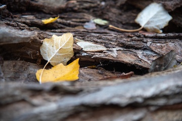 Close up of fallen tree trunk with leaves