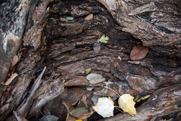 Close up of fallen tree trunk with leaves
