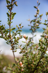 Manuka flower bud, Wilsons Promontory, Victori, Australia