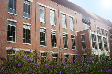 Brick building with glass windows and purple flowers sun flare effect