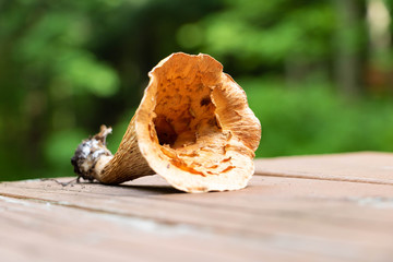 A woolly chanterelle mushroom, closeup