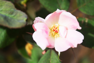 Fototapeta na wymiar Micro of Anemone hupehensis soft pink three leaflets flower plant