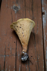 A woolly chanterelle mushroom, closeup