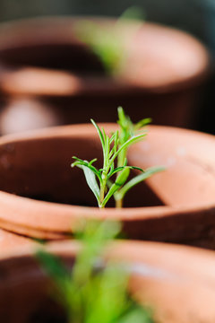 Young plant seedlings growing in small pots in a greenhouse