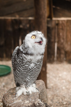 Young snowy owl in captivity