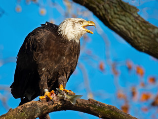 Bald Eagle in Tree with Fish