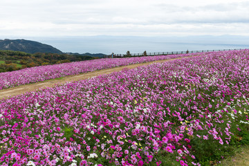 Cosmos flower field