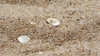 shell on the beach