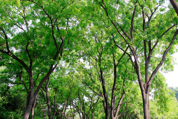 Chinese scholar tree branches