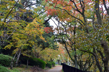 遊歩道の両側に黄色や赤に色づいた木々が並ぶ公園の風景