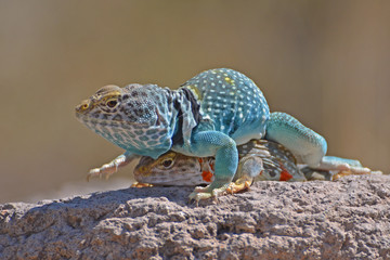 Collared Lizard, Dimorphic Male anf Female