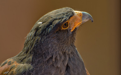 Harris's Hawk isolated on a Brown Background