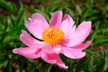 Obraz premium peony flowers