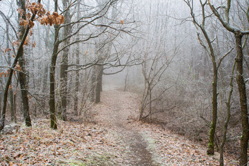 Fototapeta premium Winter forest footpath