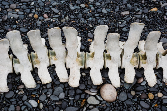 whale skeleton on beach