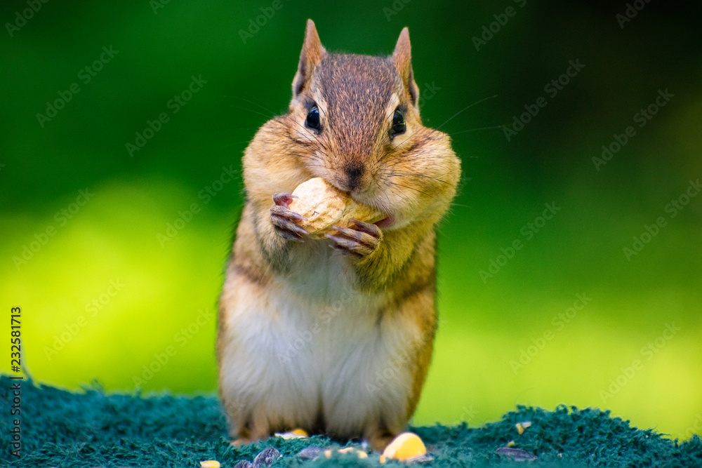 Wall mural Chipmunk 1