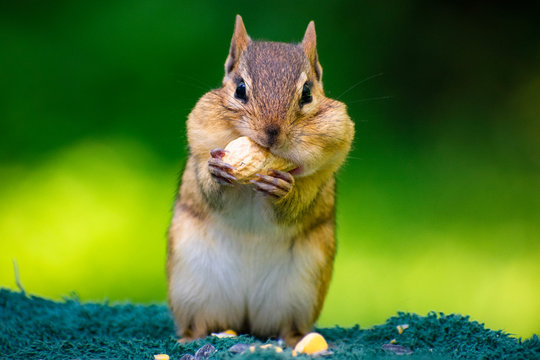 Chipmunk 1