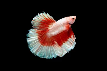 Keuken spatwand met foto The moving moment beautiful of siamese betta fish or splendens fighting fish in thailand on black background. Thailand called Pla-kad or biting fish. © Soonthorn