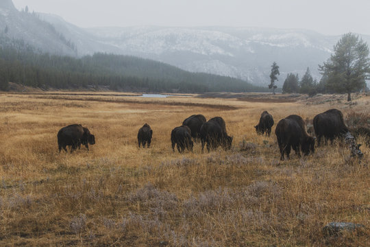 Bison