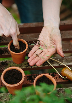 Young plant seedlings growing in small pots in a greenhouse