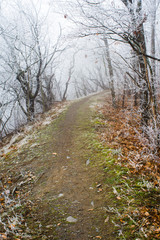 Winter forest footpath