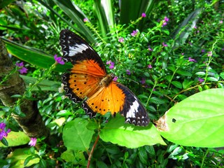 Butterfly in the natural habitat