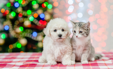 bichon frise puppy and cat sitting  on a background of the Christmas tree. Space for text