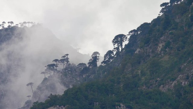 mountains of rocks covered with dense native forest, araucarias and other species