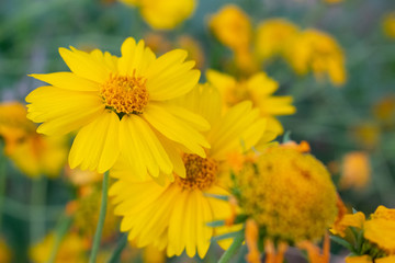yellow daisy