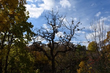 Spooky tree against a cloudy sky