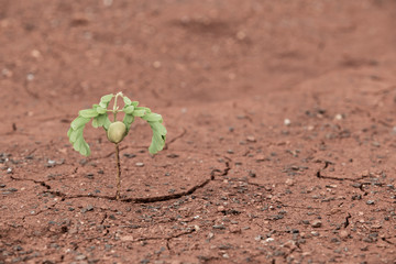 Small trees and dry soil await lushness