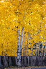 Aspen trees in Autumn