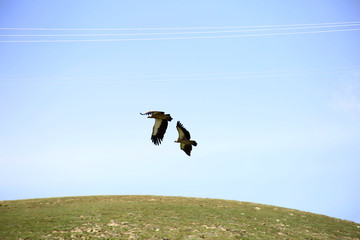 Chinese plateau vulture