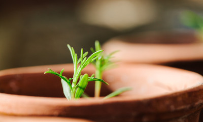 Young plant seedlings growing in small pots in a greenhouse