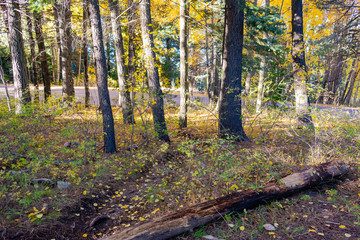 autumn in the forest