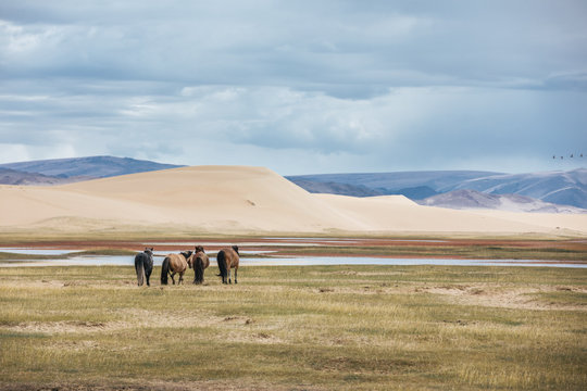 przewalksi horses in mongolian landscape beside a sand dune