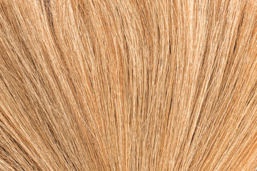 Fototapeta premium Texture of the bamboo grass, material of broom making in Thailand.