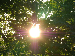 The Sun light passes through the leaves..