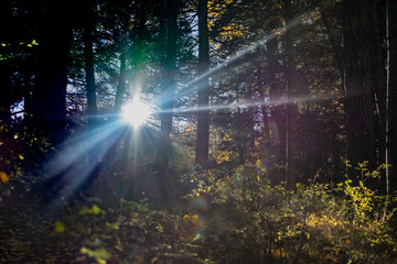 rays of sun in the forest