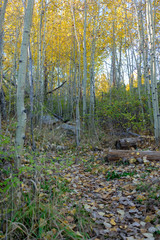 autumn in the forest