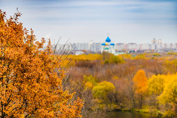 Naklejka premium Autumn trees on the streets and parks. Moscow. Russia