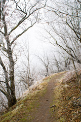 Winter forest footpath