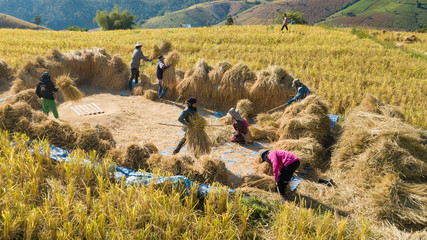 Famers harvest rice farm with Traditional way by Manual rice threshing at hamlet name Ban Pa Pong Piang, Chiangmai, Thailand in 2018