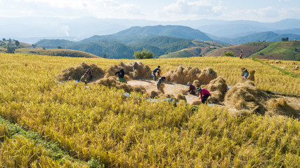 Famers harvest rice farm with Traditional way by Manual rice threshing at hamlet name Ban Pa Pong Piang, Chiangmai, Thailand in 2018