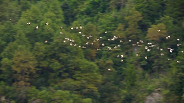 flock of Caiquenes, anseriformes birds of the Anatidae family that includes five endemic species of the South American continent